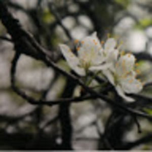 Meet your Posher, Kiara